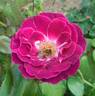 Heroes Rose rose photo
