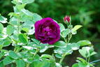 Audacieuse 21 rose photo