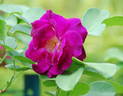 Audacieuse 21 rose photo