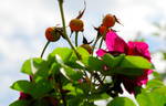 Audacieuse 21 rose photo