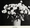 Goldmine rose photo