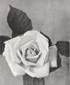 Gold Mine rose photo
