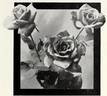 Leader rose photo