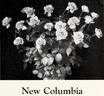 New Columbia rose photo