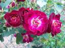 Lady Campbell rose photo
