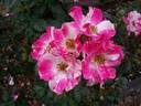 Rag Doll rose photo