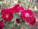 Sister Sharon rose photo
