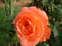 Paris 2000 ® rose photo