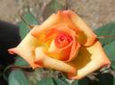 Glowing Sunset rose photo