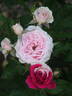 Carol rose photo