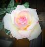 La Rose Optimiste rose photo