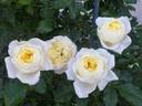 Amnesty International rose photo