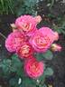 Château de Verteuil ® rose photo