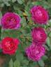 Caroline Bay rose photo