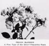 Peach Blossom rose photo