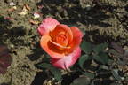 Apogée ® rose photo