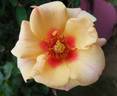 Sweet Spot Peach rose photo