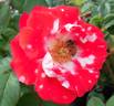 Ladybug rose photo