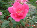Pink Double Knock Out rose photo