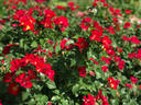 Screaming Neon rose photo