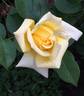Citrina rose photo