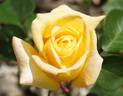 Citrina rose photo