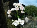 Big White Fairy rose photo