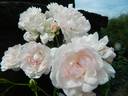 Big White Fairy rose photo