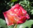 King of the Road rose photo
