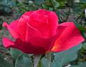 Fabulous™ rose photo