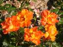City of Bradford rose photo