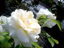 Henri Salvador ® rose photo
