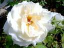 Henri Salvador ® rose photo