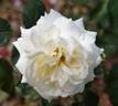 Henri Salvador ® rose photo