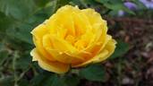 Ch-Ching! rose photo