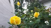 Ch-Ching! rose photo