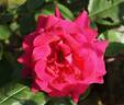 Barbara rose photo
