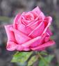 Ajaccio rose photo