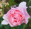 Almandet rose photo