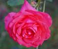 Annirose rose photo