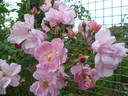 Eilike rose photo