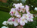 Xantippe rose photo