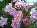 Eilike rose photo