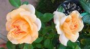 Golden Buddha rose photo