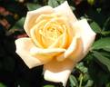 Loving Touch ™ rose photo