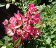 Cineraire rose photo