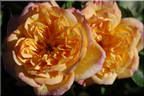 Alt Weinheim rose photo