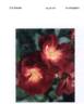 SPRosul rose photo