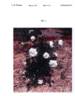 GRAaus rose photo