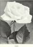 Angelus rose photo